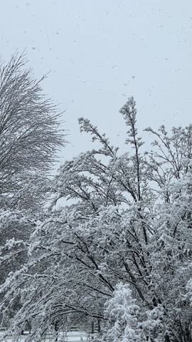 A tree covered in a snow storm