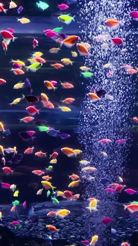 Bright neon fish glide through illuminated bubbles, creating a stunning display in a lively aquarium.