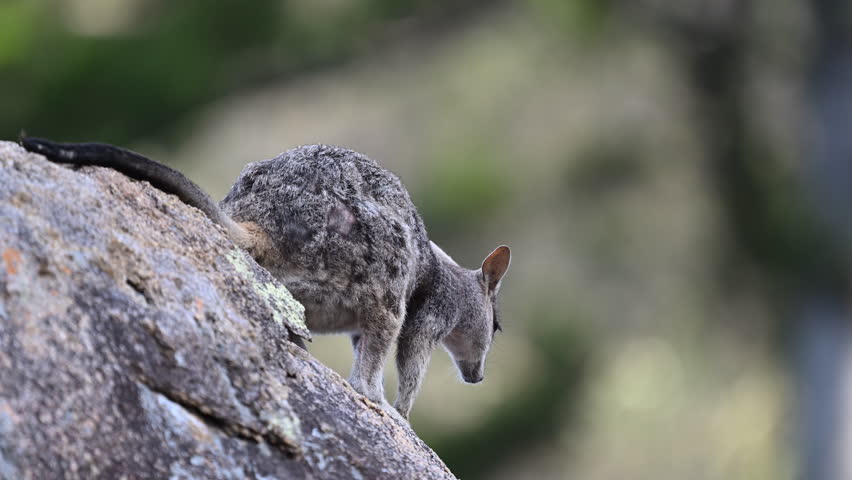 Rock Wallaby, Petrogale assimilis, colony living around a rock formation at Magnetic Island near Townsville along the coastline of the pacific ocean, Queensland, Australia, popular travel destination.