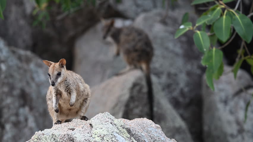 Rock Wallaby, Petrogale assimilis, colony living around a rock formation at Magnetic Island near Townsville along the coastline of the pacific ocean, Queensland, Australia, popular travel destination.