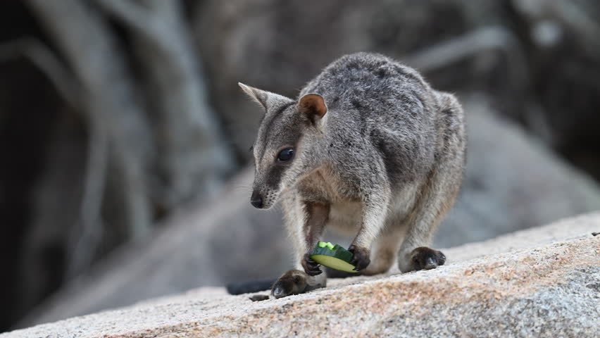Rock Wallaby, Petrogale assimilis, colony living around a rock formation at Magnetic Island near Townsville along the coastline of the pacific ocean, Queensland, Australia, popular travel destination.