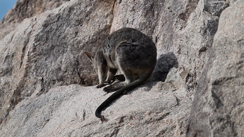 Rock Wallaby, Petrogale assimilis, colony living around a rock formation at Magnetic Island near Townsville along the coastline of the pacific ocean, Queensland, Australia, popular travel destination.
