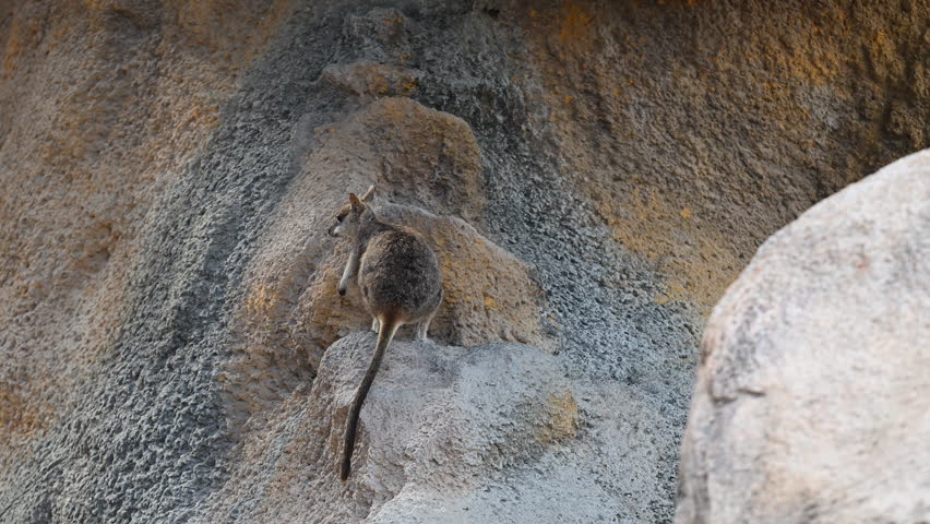 Rock Wallaby, Petrogale assimilis, colony living around a rock formation at Magnetic Island near Townsville along the coastline of the pacific ocean, Queensland, Australia, popular travel destination.