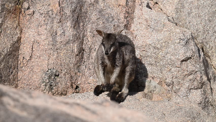 Rock Wallaby, Petrogale assimilis, colony living around a rock formation at Magnetic Island near Townsville along the coastline of the pacific ocean, Queensland, Australia, popular travel destination.