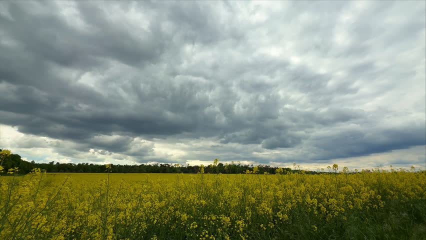 Cloudy Sky Over Yellow Rapeseed Flower Field in Rural Area During Early Afternoon Hours