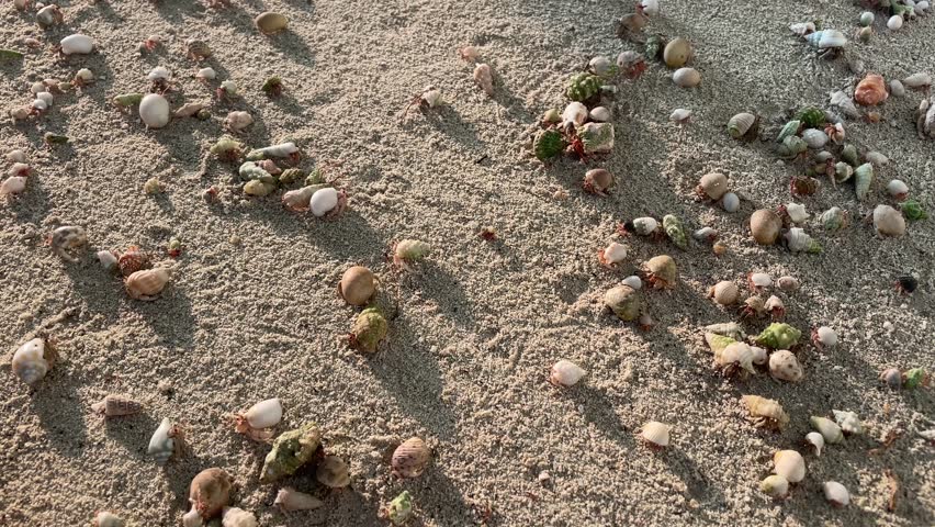 Hermit crabs swap shells on the beach
