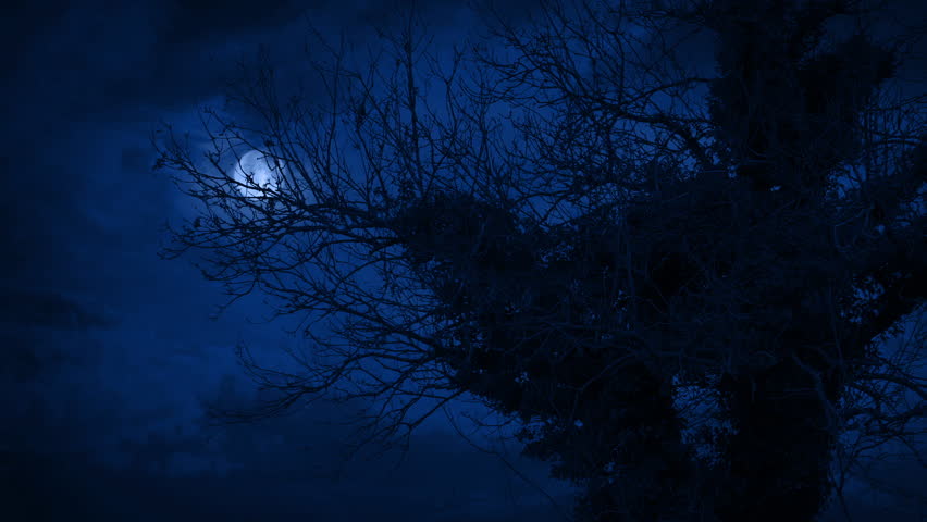 Moon Behind Overgrown Old Tree