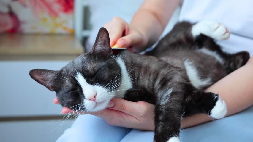 A Cat Happily Enjoying a Relaxing Grooming Session with a Soft Brush, Content and Calm