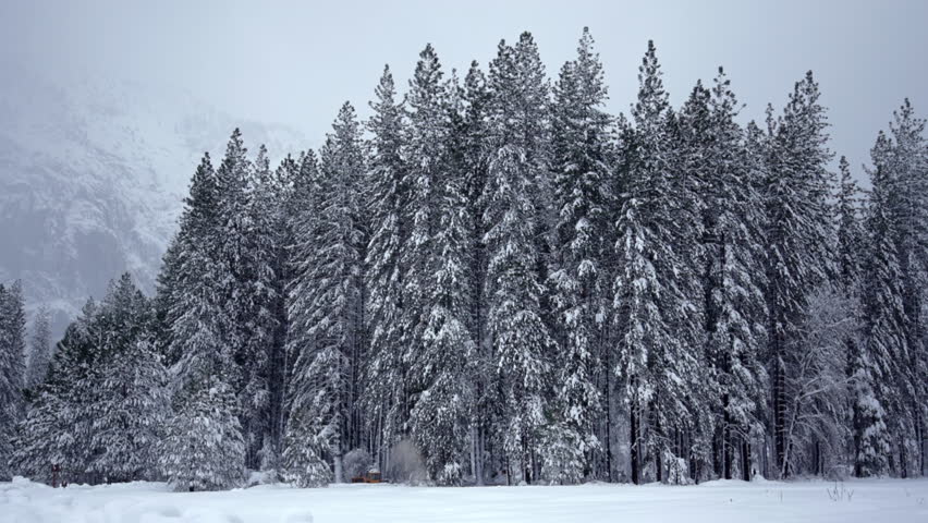 Snowcovered pine forest in Yosemite National Park, cinematic winter panorama with heavy snow on tall evergreen trees, powder blanket across meadow, soft mist reveals distant granite cliffs, cold blue