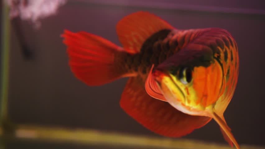 The Super Red arowana moves slowly; its intricate physical features and colouring give it an elegant and captivating appearance, whilst the natural light enhances its aesthetic and artistic appeal. 