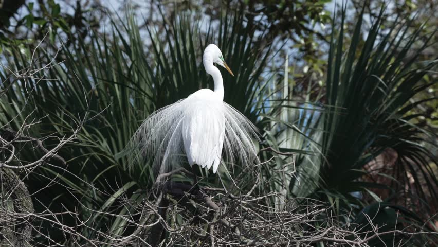 A great egret in matting plumage is perched on the branches of a tree. Surrounding plants are green, and the sky is clear. This scene takes place in the afternoon, showing wildlife in nature.