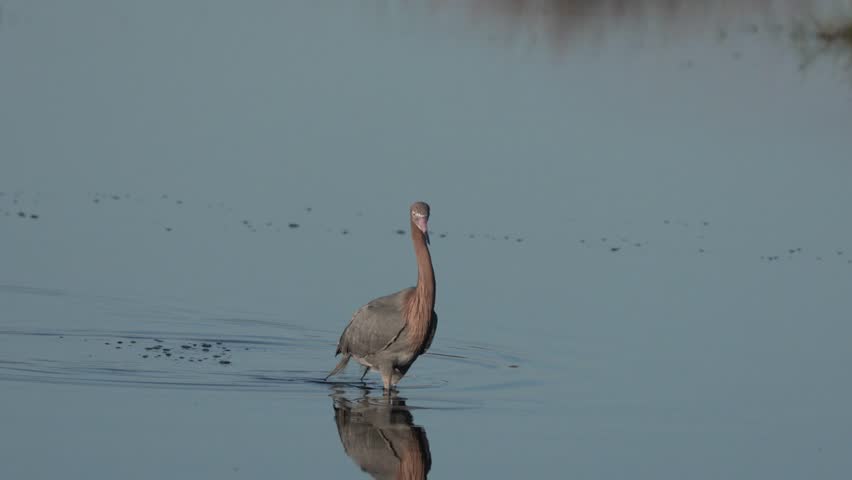 A reddish egret stands in shallow water, searching for fish. It spreads its wings as it prepares to dive. The sun sets over the calm lakeshore, casting shadows.
