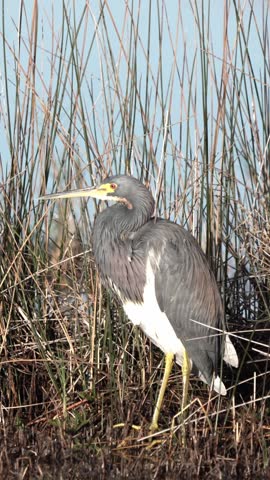 A tri-colored heron is preening while standing among tall grass in a wetland area. It looks around as the sun shines bright. The bird is focused and aware of its surroundings.
