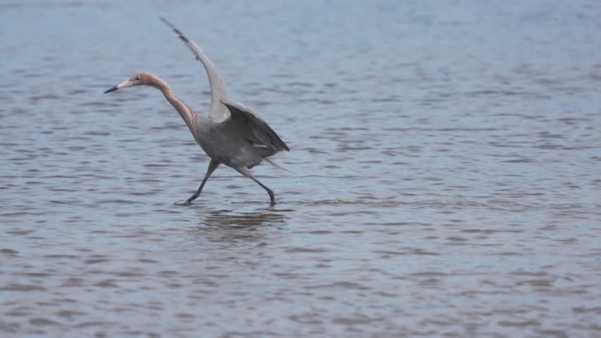 A reddish egret stands in shallow water, searching for fish. It spreads its wings as it prepares to dive. The sun sets over the calm lakeshore, casting shadows.