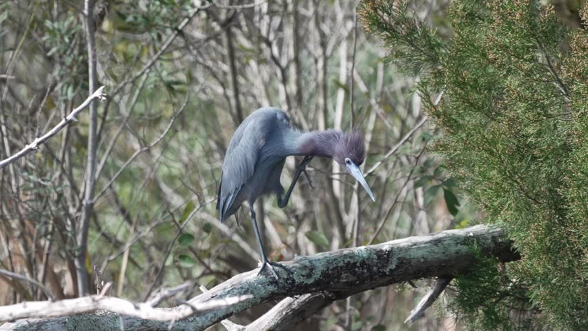 A little blue heron preening will perched on a branch