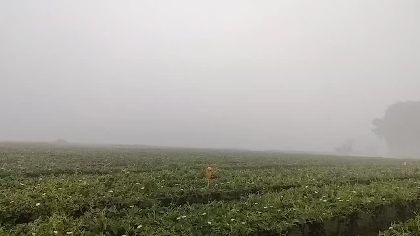 Fog around the farm land.
