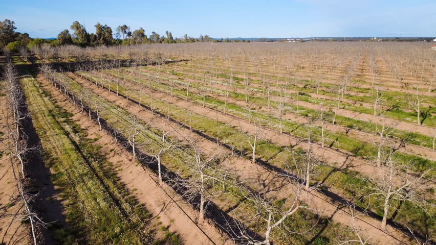 Aerial panoramic pan of walnut orchard in winter dormancy with clear blue sky and long shadows.