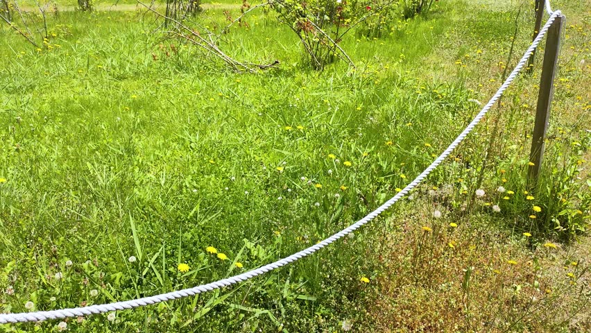 Boundary rope and stakes in an abandoned vacant lot with overgrown green weeds