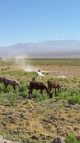 Playful Llama Rolling on Ground Taking a Dust Bath