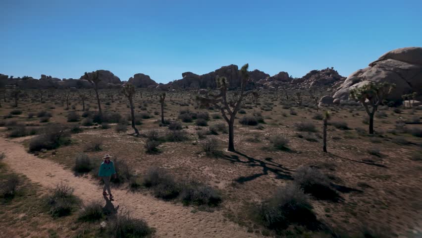 A mature woman hikes on a trail surrounded by flowering Joshua trees in Joshua Tree National Park in California under clear skies.