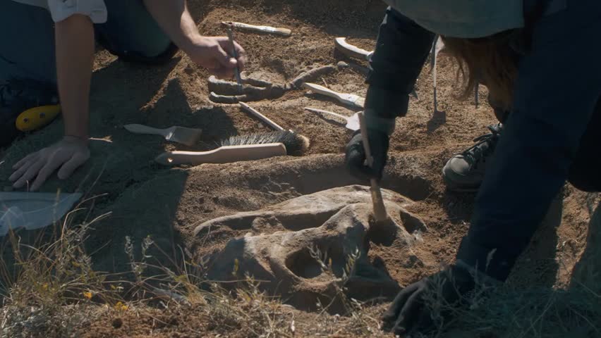 Archaeologists carefully cleaning dinosaur skeleton with brushes at excavation site, uncovering fossils and studying ancient history and prehistoric life.