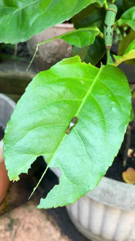 caterpillars on green plants in the garden
