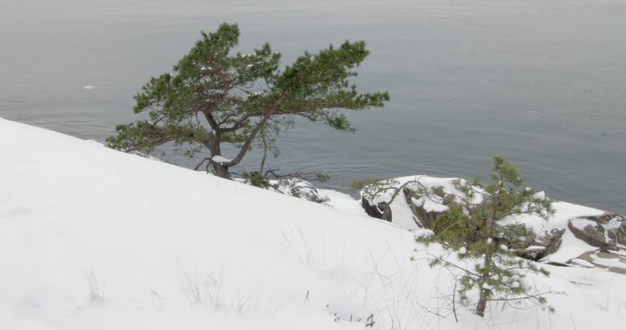 Stunted pine trees on a rocky shore, Vetokannas, Porkkalanniemi, Kirkkonummi, Finland, Europe.
