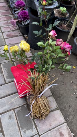 Yellow and Pink Rose Flower Seedlings with Roots Wrapped with Straw