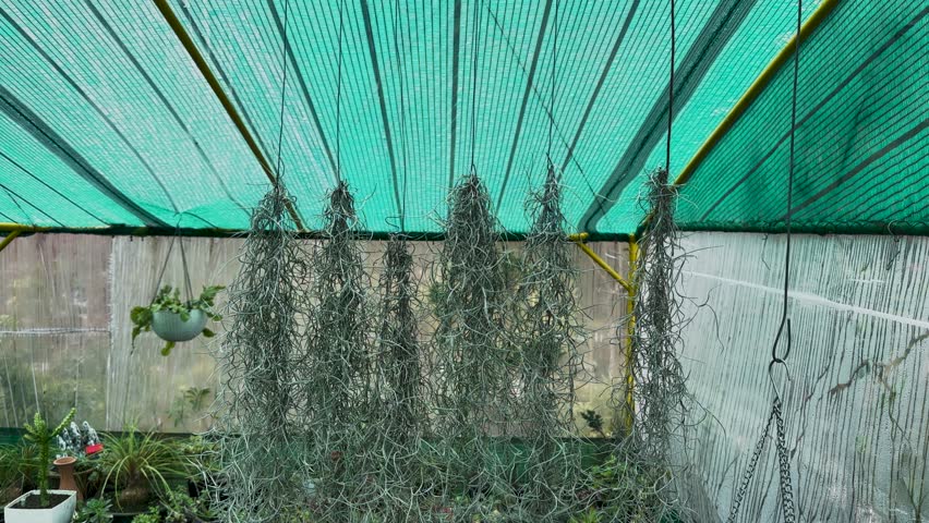 Spanish Moss Hanging in a Plant Nursery Greenhouse