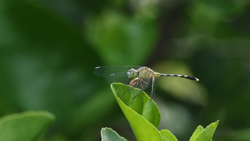 Dragonfly perching on branch in tropical rainforest.