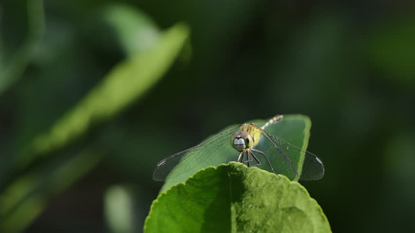 Dragonfly perching on branch in tropical rainforest.