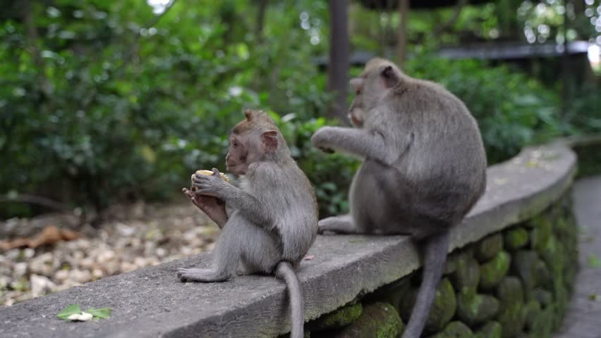 Mother and baby monkey eating fruit in balinese forest monkey forest ubud