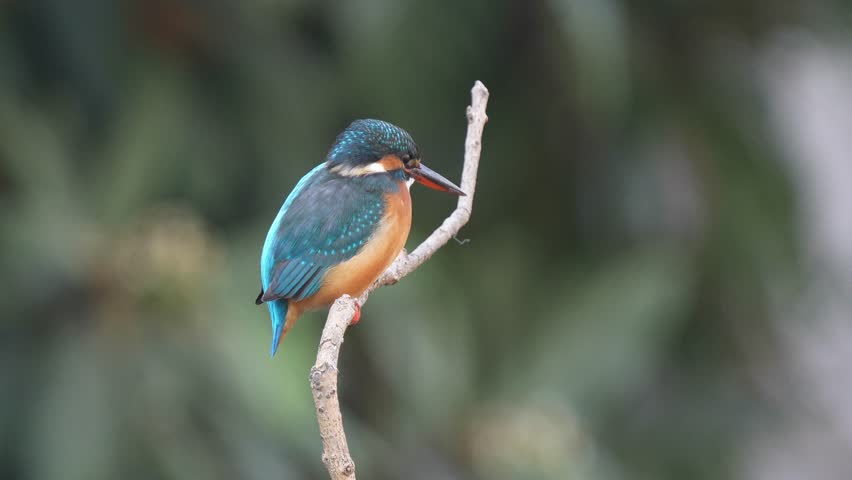 A kingfisher waits on a branch to catch fish.