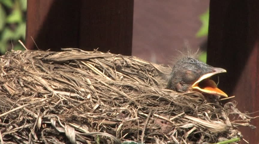 Two baby robins wait for a meal.