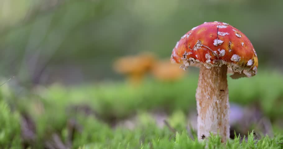 Fly agaric Mushroom In a forest.