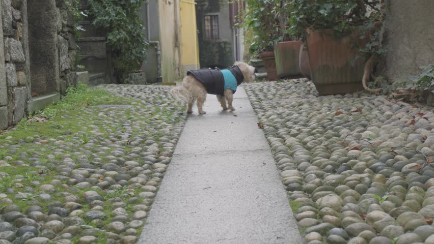 This clip shows a Maltipoo walking toward the camera along a narrow path surrounded by cobblestones in a quiet village alley.

The fluffy companion moves confidently along the walkway while exploring the surroundings.

Halfway through the movement the Maltipoo briefly shakes the coat before continuing forward.

The action captures a spontaneous moment of everyday behavior during a walk outdoors.

The charming alley environment with stone textures and greenery creates an authentic atmosphere typical of historic European streets.

The low perspective highlights the movement of the dog as it approaches the viewer.

Natural daylight enhances the colors of the scene while maintaining a soft cinematic appearance.

Slow motion reveals details such as fur movement, small steps, and body motion.

The footage communicates themes related to outdoor exploration, companionship, pet lifestyle, and everyday activity.

Because of the clear action and recognizable setting, the clip can be used in travel storytelling, lifestyle media, advertising connected to pets, and social media content.