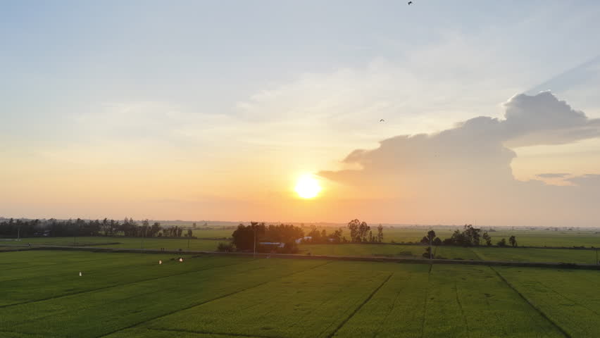 Sunrise Over Green Rice Fields in Ca Mau, Mekong Delta Vietnam – Aerial Landscape