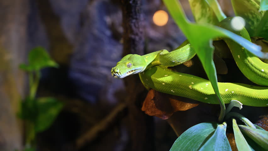Green tree python coiled on a branch in a tropical terrarium. Arboreal snake known for vivid green coloration and heat-sensing pits.