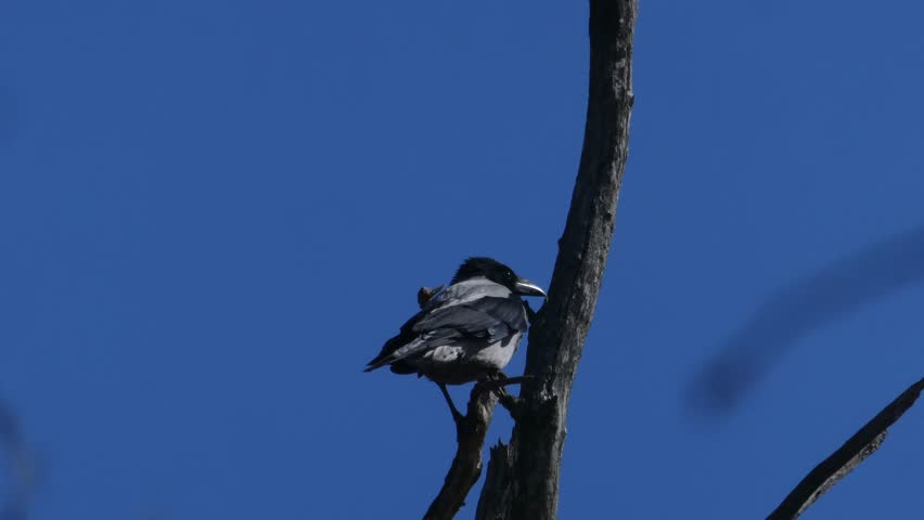 Static medium shot of a hooded crow sitting on a bare tree trunk. The bird is looking around against a solid blue sky background. High contrast, sharp details, plenty of copy space on the left side. Natural wildlife behavior in a minimalist setting.