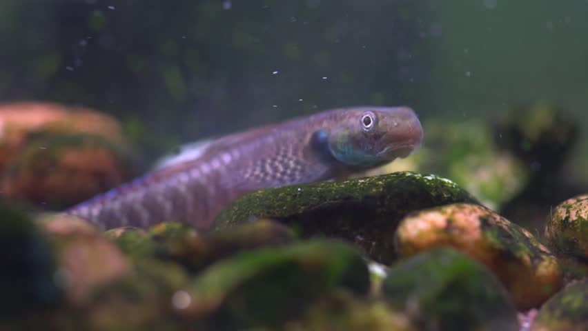 Rainbow dwarf goby and neon stiphodon fish on stone in freshwater aquarium.