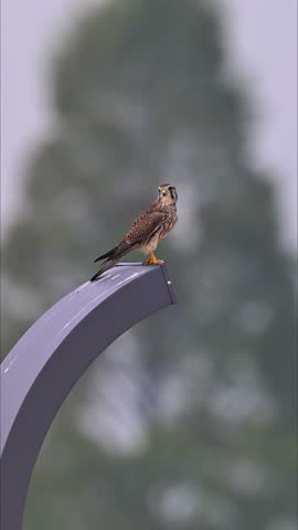 Common Kestrel Falcon Perched on Modern Curved Lamp Post Structure - Urban Wildlife Adaptation and Bird of Prey Observation