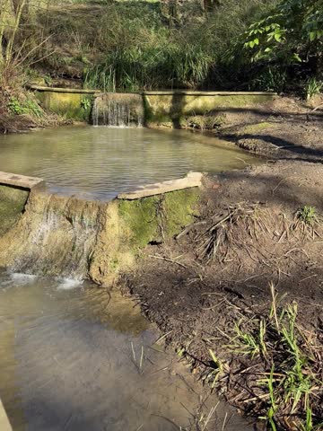 Chicken Walking Across Pond Edge With Flowing Water Countryside Nature Scene