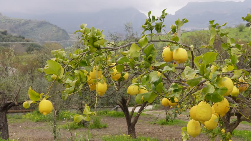 Lemon trees in a Sicilian mountain landscape. A picturesque view of a traditional Sicilian lemon orchard against the backdrop of the dramatic mountains of southern Italy.