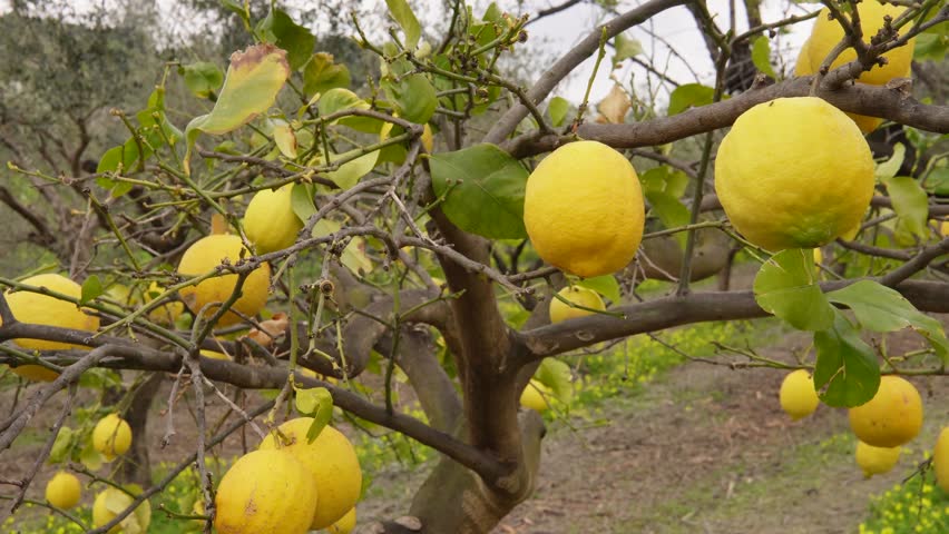 Lemon trees in a Sicilian mountain landscape. A picturesque view of a traditional Sicilian lemon orchard against the backdrop of the dramatic mountains of southern Italy.