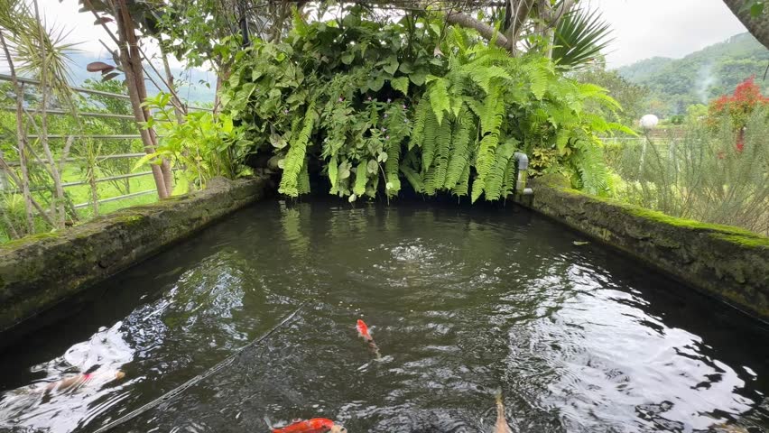 Scenic koi pond landscape surrounded by lush greenery in garden.