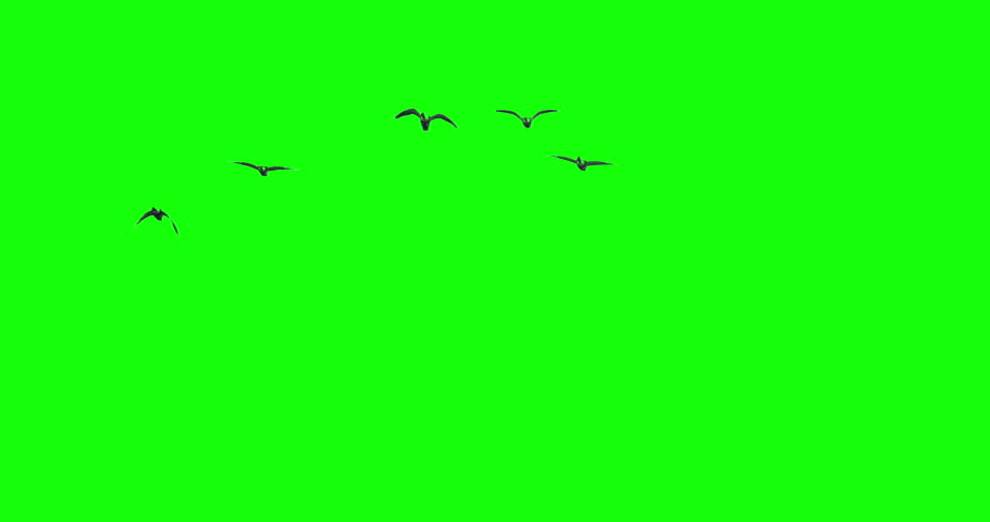 Geese birds flying overhead green screen