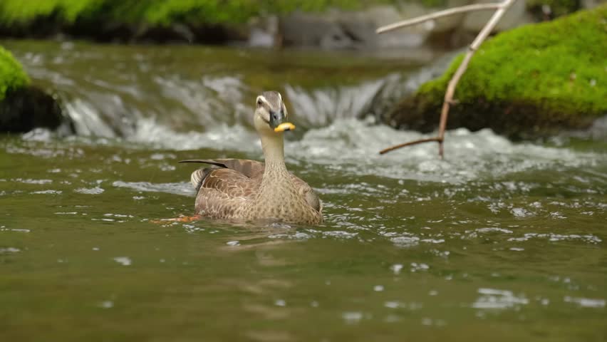 Wild duck taking flight from the river.