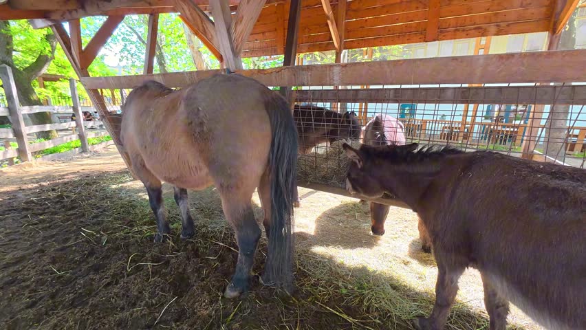 A small dark donkey and several brown horses feed on hay from a metal manger under a wooden shelter. The scene shows domestic livestock in a farm or petting zoo environment.