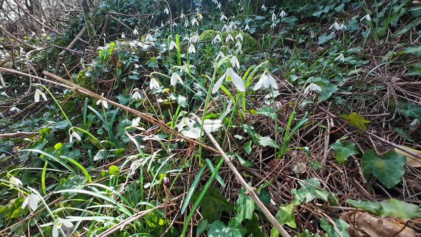 Tracking view of beautiful snowdrops in spring forest. Galanthus nivalis blooming, 4k
