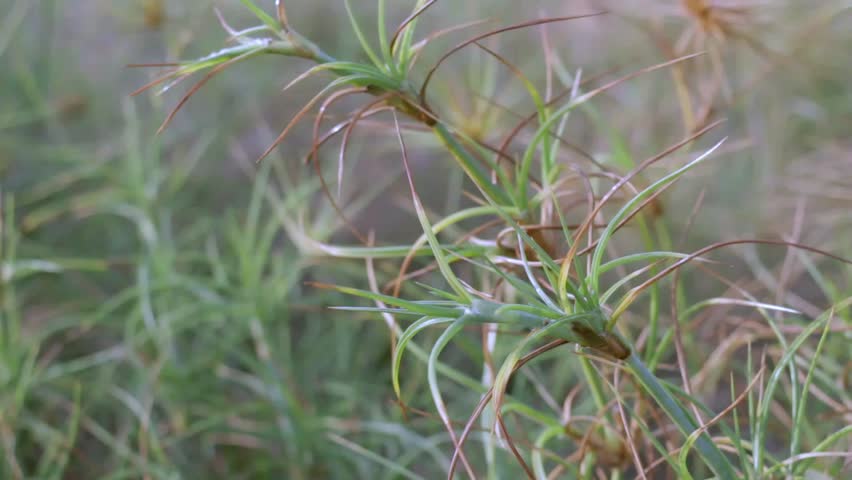 Close-up footage of spinifex beach grass swaying gently in warm evening light with soft bokeh background, capturing a calm coastal atmosphere and natural seaside texture.